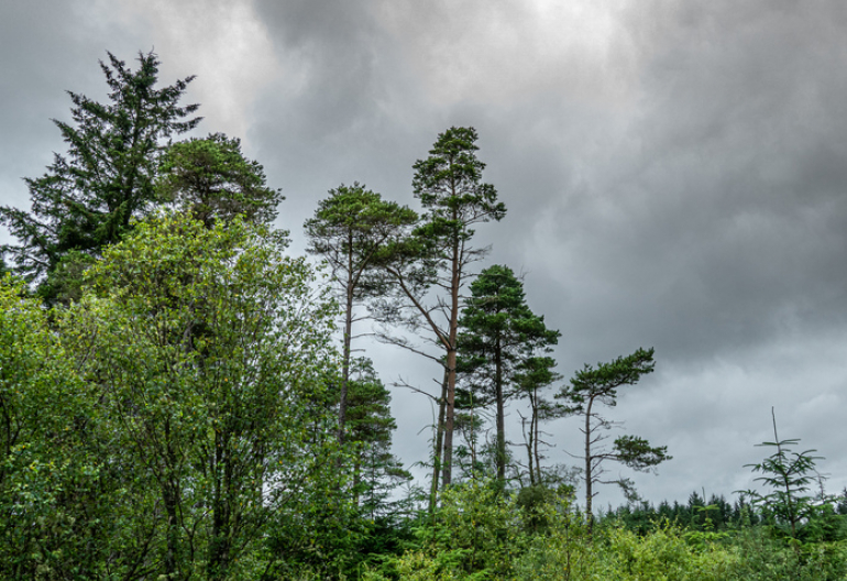 Scots pines growing over a conifer plantation
