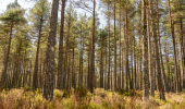 Pine trees in heather 