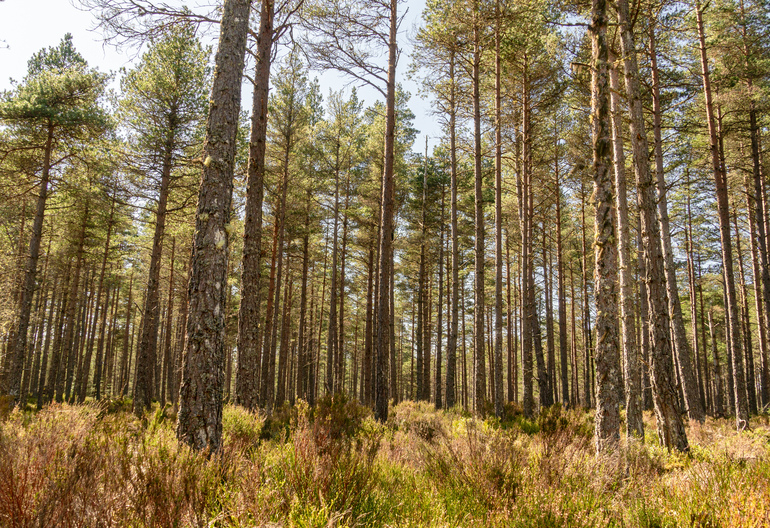 Pine trees in heather 