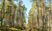 A walking path through pine woods