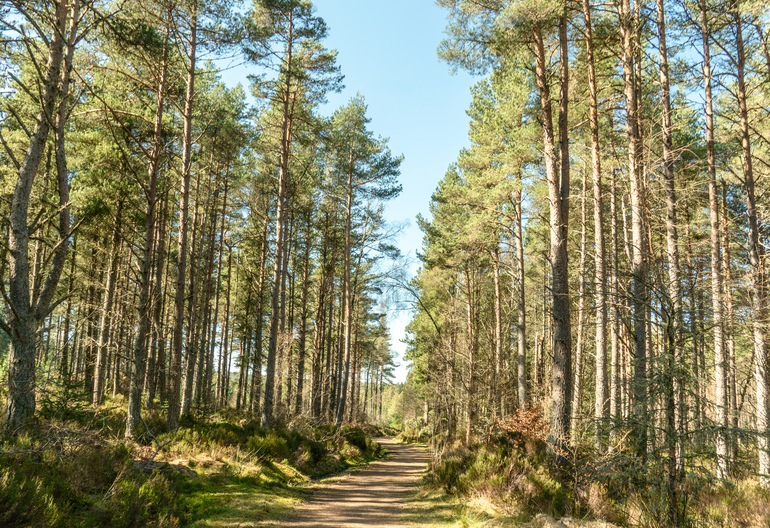 A walking path through pine woods