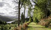A sunny walking path in a forested hillside overlooking a loch