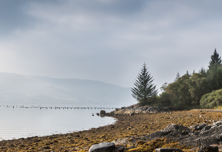A rocky beach next to a conifer forest with a calm sea with mountains on the other side and rememands of an old bridge in the water
