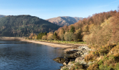 Loch Long, its shore and Arrochar Alps in distance, with a lush conifer forest in the backbround and broadleafs just behind the beach