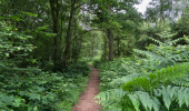 A gravel path going through a mixed forest with large ferns overtaking the path
