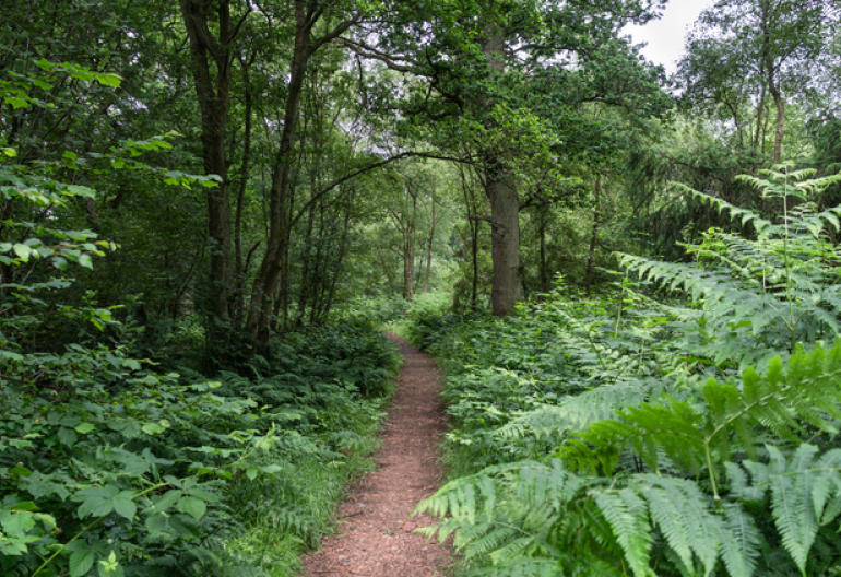 A gravel path going through a mixed forest with large ferns overtaking the path
