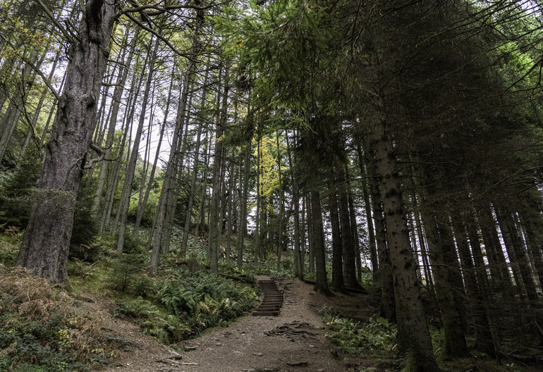 A gravel path leading to steps in a conifer forest
