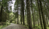 A gravel path in a conifer forest