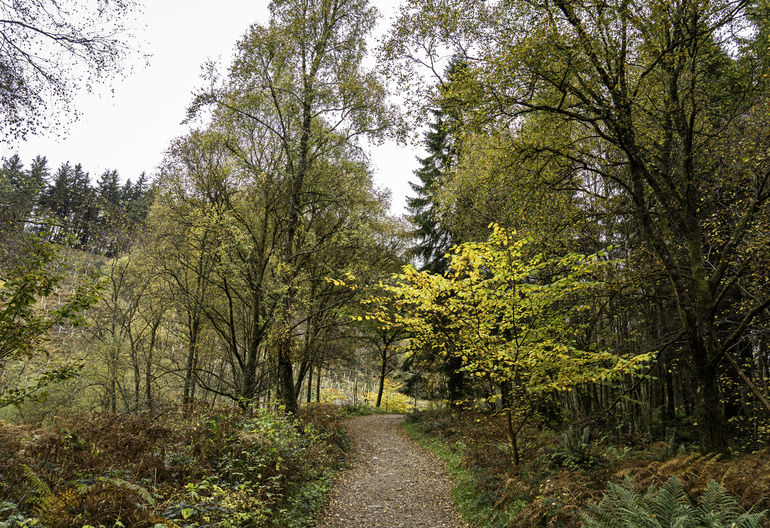 A gravel path in a broadleaf forest with new trees
