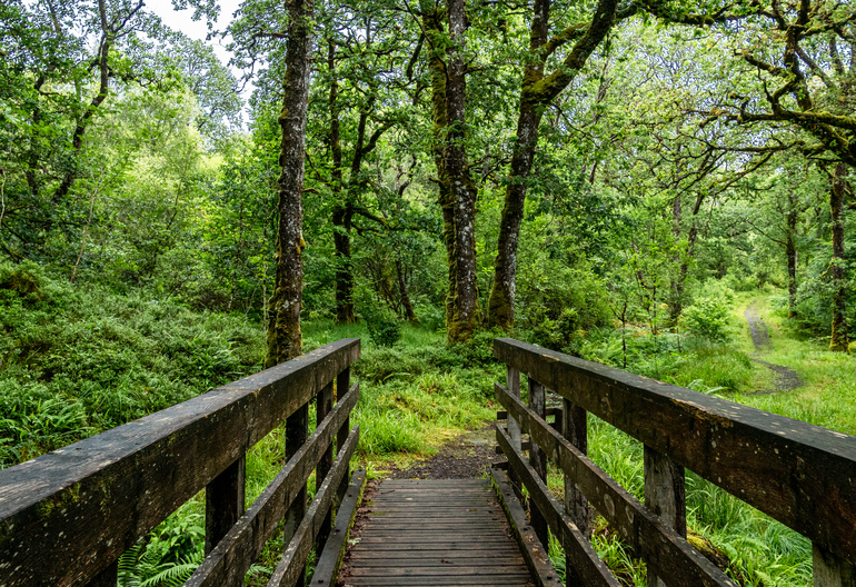 Wooden bridge through a forest