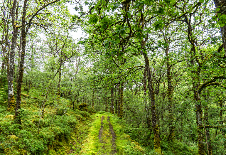 walking trail through oak woods
