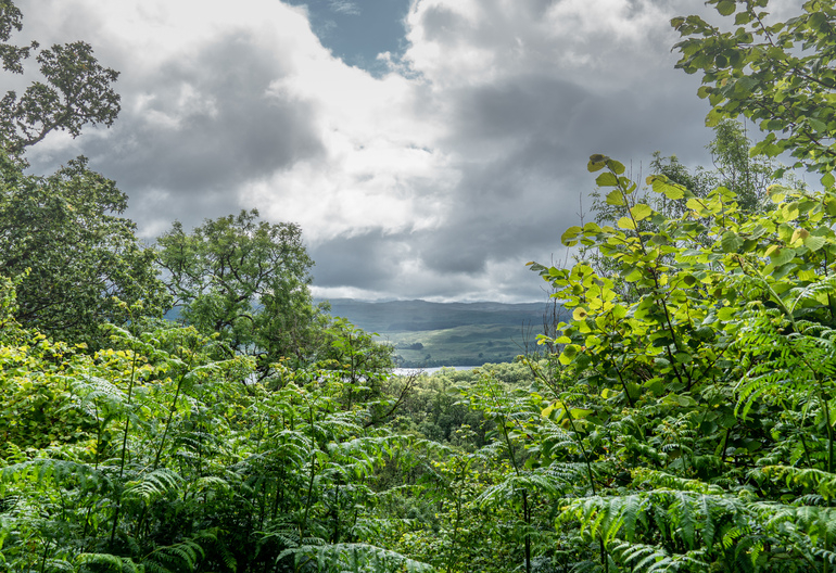  loch view through a broadleaf forest