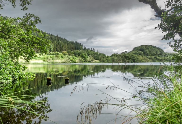 A calm loch surrounded by trees