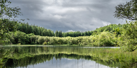 A serene forest loch with a tree over hanging the calm shore and reeds reflecting on the calm water