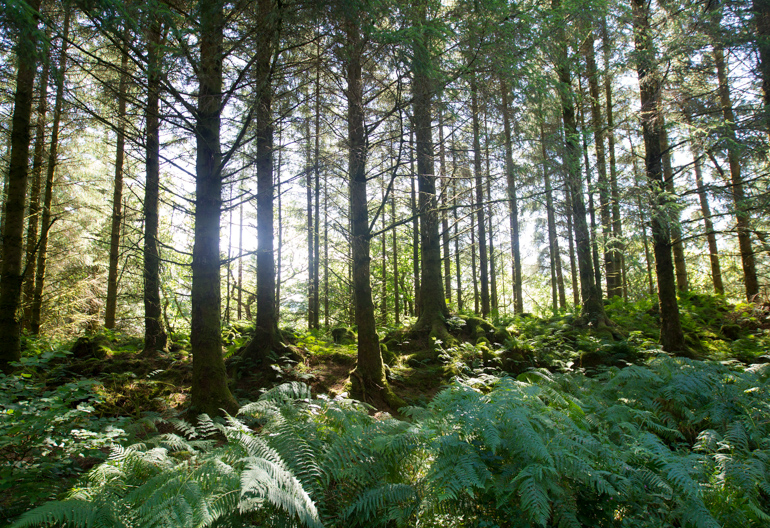 Sun shines through trees, Barnluasgan Oakwood Trail, Knapdale