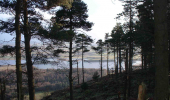 View of a loch and meadows through a series of conifer trees, Lochore Meadows through pines on Benarty hill. Scottish Lowlands FD