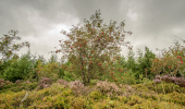  A mixed woodland with heather