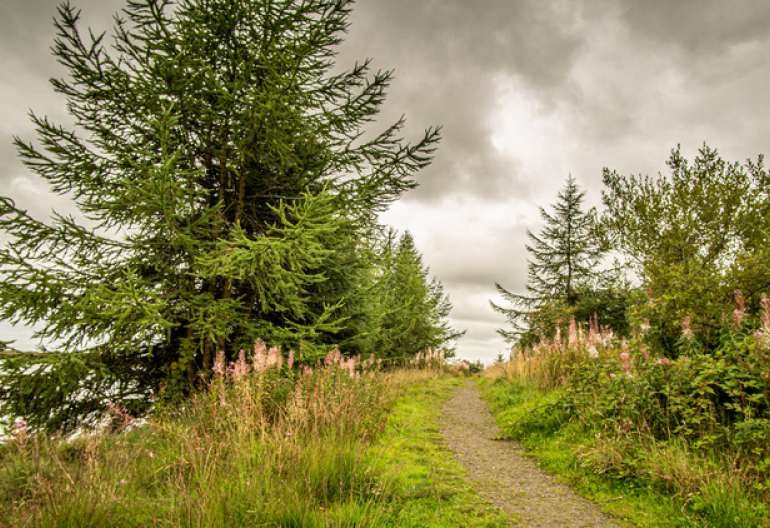  A walkway through a mixed woodland with a loch, flowers and grass