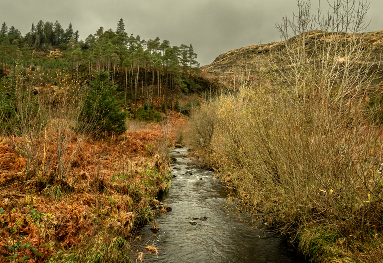 A creek through a hilly forest with orange bracken 