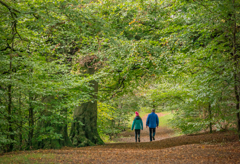 Rear view of young girl and man walking under a canopy of trees and on a carpet of fallen leaves, Boden Boo, Renfrewshire Woods, near Erskine Bridge