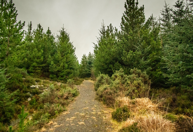 Stone path through a pine woodland