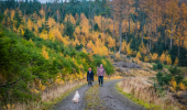  Man and woman with dog walk uphill on gravel path with bank of gold and green trees beside, Cademuir Forest, near Peebles
