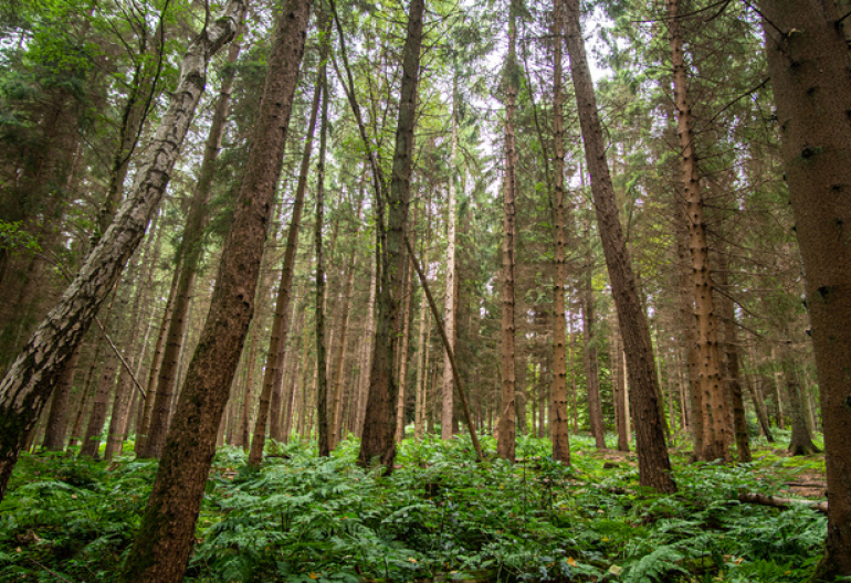 A fern filled pine woodland