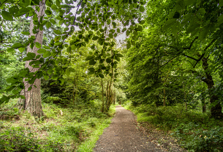 A leaf littered path through a late summer mixed woodland