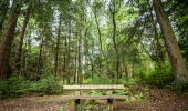 A wooden bench in a mixed woodland