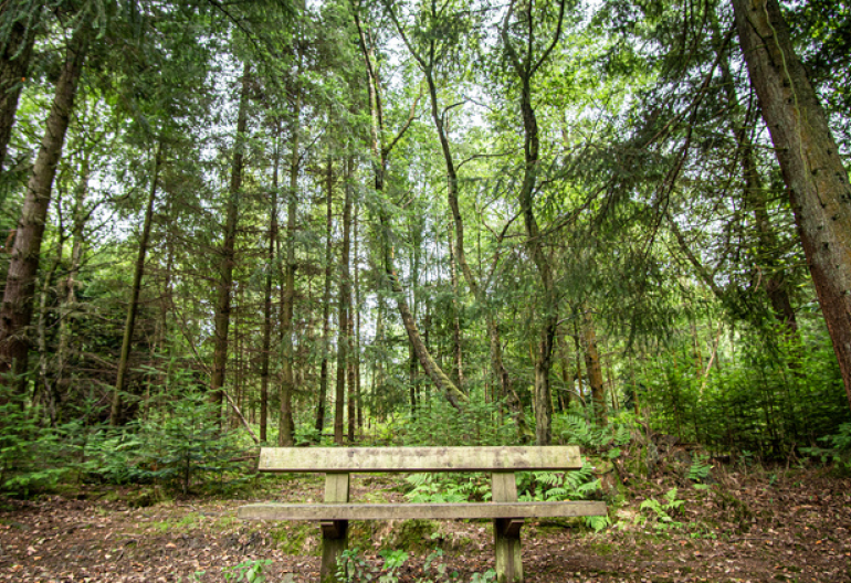 A wooden bench in a mixed woodland