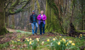  Man and woman (in purple jacket) sit in amongst tete a tete daffodils in woodland, Cally Woods, near Gatehouse of Fleet