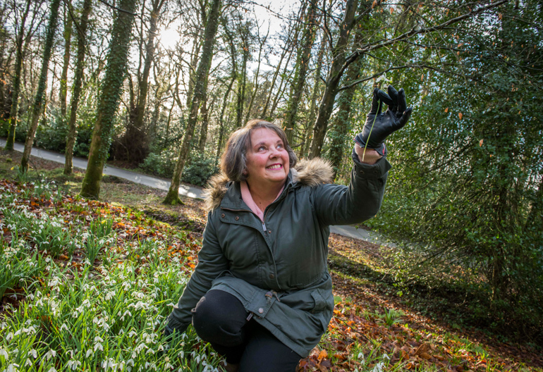 Woman kneels in bed of snowdrops and picks up flower, Cally Woods, near Gatehouse of Fleet