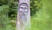 Carved stump of an old bearded man surrounded by young conifers around it, Camore Wood, Dornoch, Sutherland