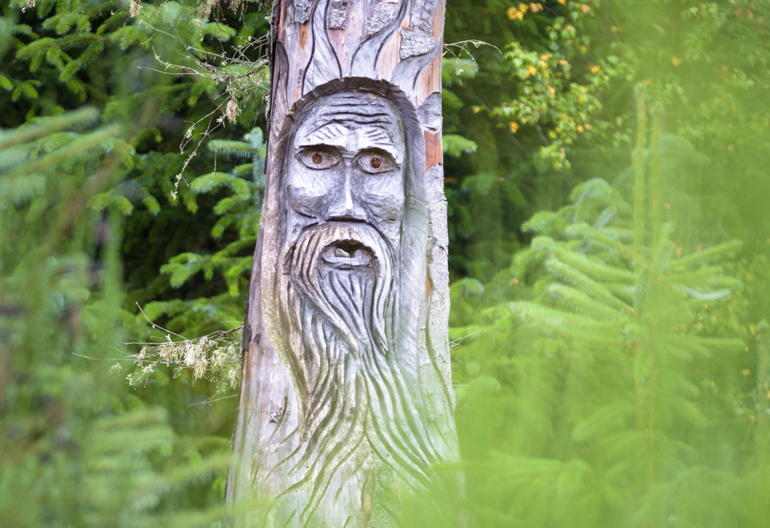 Carved stump of an old bearded man surrounded by young conifers around it, Camore Wood, Dornoch, Sutherland