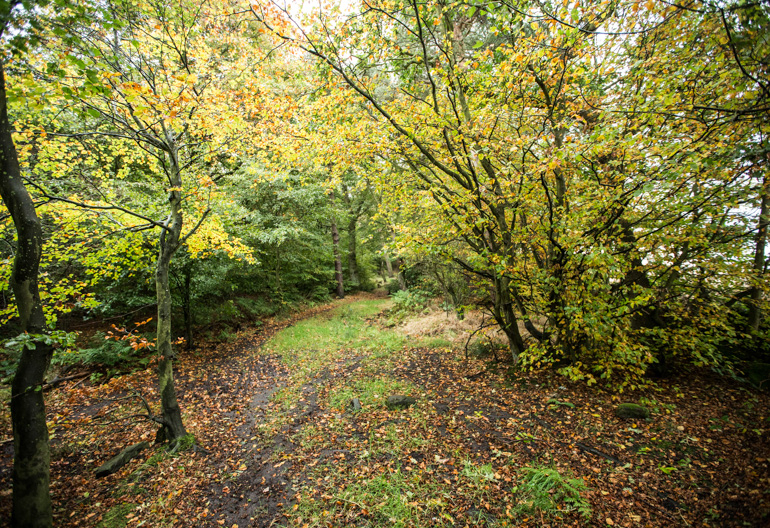  A leaf littered forest road through a mixed woodland with branches on the forest floor