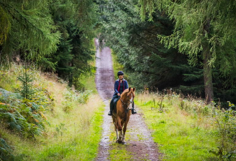 Woman rides horse in woodland trail, Cadrona Forest, near Peebles