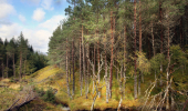 The forest around the Carie Hydro Scheme, Carie Hydro Scheme, Loch Rannoch, Perthshire