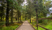  A boardwalk path through a mixed woodland