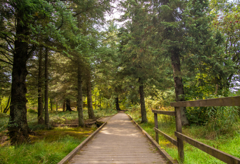  A boardwalk path through a mixed woodland