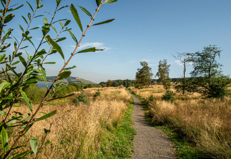 A small walking path through a meadow