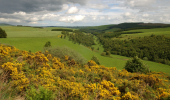 Rolling green hills with yellow gorse and a native woodland