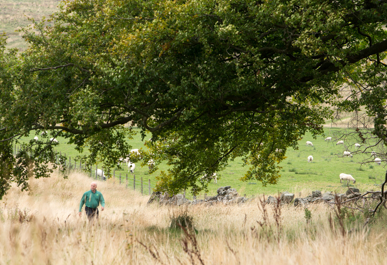 Forestry worker wearing green walking through a field with long grass with a lone tree, behind is a stone wall and a field of sheep.