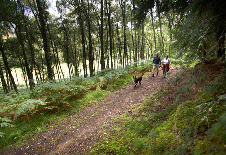 Man and woman walking with their dog on tree lined woodland path, Craigmonie, near Drumnadrochit