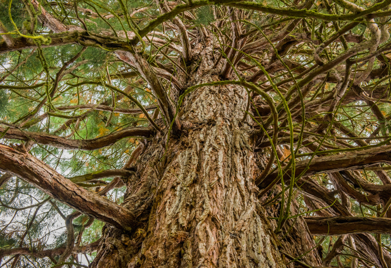 Worm's eye view looking up into redwood tree, Craigmonie Forest, near Drumnadrochit