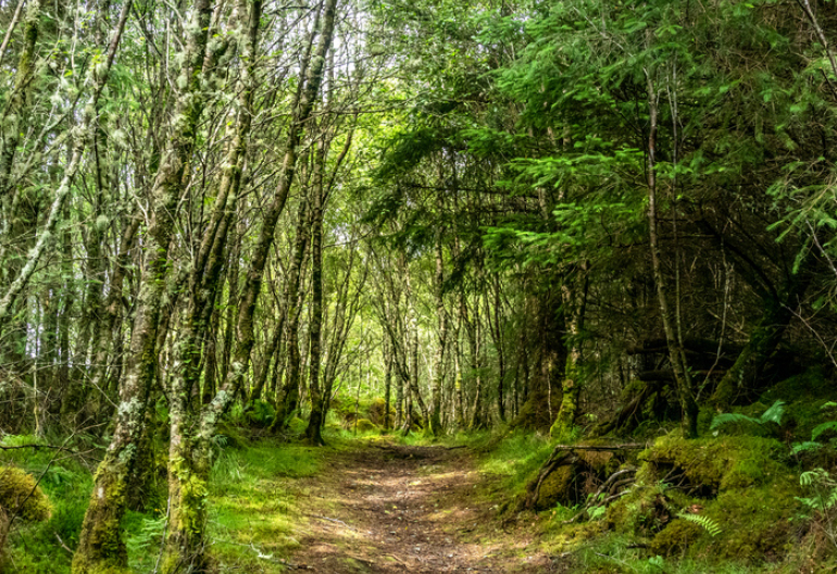 A path through a broadleaf forest 