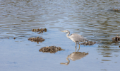 A grey heron sits in the shallows with it's reflection in the calm water