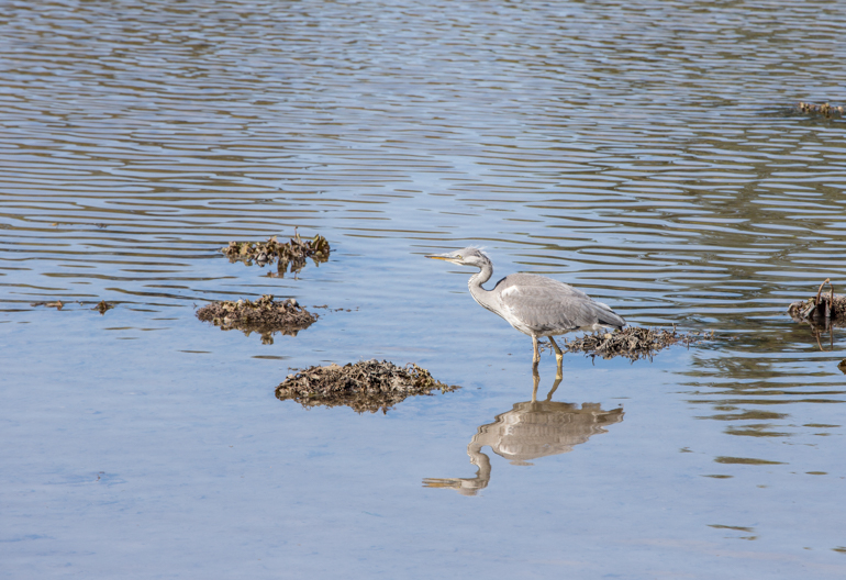 A grey heron sits in the shallows with it's reflection in the calm water