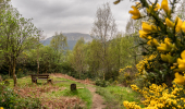 Yellow gorse and a path to a bench with a hill in the back