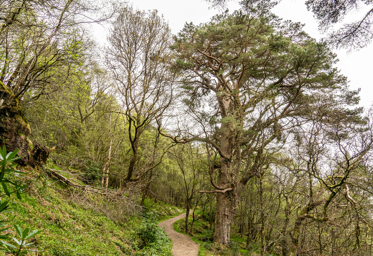 A large Scots pine along a path in a forest