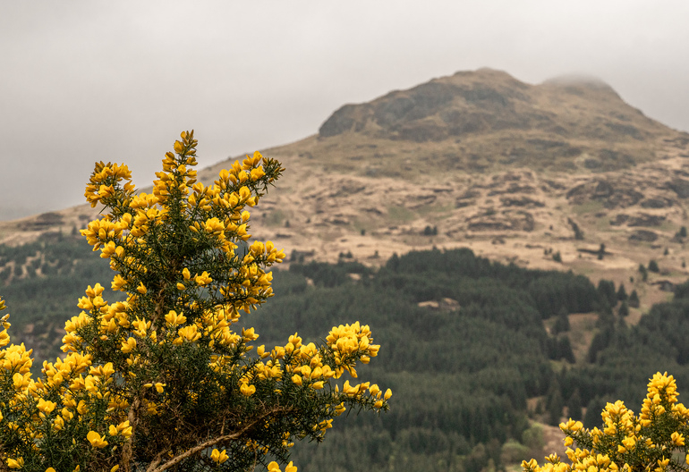 Yellow gorse growing in front of a hill 